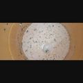 shweta chabra 's cooksnap of when they made Boondi Raita.