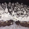 El cooksnap de Delicias Tortas cuando hizo Torta Brownie, receta de Isabel Vermal en molde de 22/24 cm.