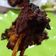 Cooksnap dari Nju Bit untuk resep Krengsengan kambing