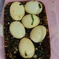 Cooksnap dari Melvina Bernadeth untuk resep Telur candu nya korea. Bikin habisin nasi