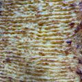 Cooksnap dari inge hakim untuk resep Shepherd Pie