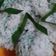 Cooksnap dari Ma'e Aqilah untuk resep Klepon/Onde-onde (Tanpa Kapur Sirih)
