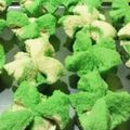 Cooksnap dari n rj n h untuk resep Bolu kukus mekar tanpa soda