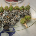 El cooksnap de celia.esn cuando hizo Tartar de salmón en cucharitas.