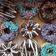 Cooksnap dari naeya untuk resep Donat kempus, lembut dan menul