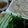 Cooksnap của Thanh Huynh khi họ làm theo món Thịt heo luộc với dưa giá