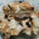 Cooksnap dari Sri Soekamto untuk resep PUDING ROTI PANGGANG
