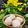 SOMA ADHIKARY's cooksnap of when they made রসগোল্লা(Rasgulla recipe in Bengali).