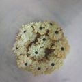 Cooksnap dari Ratna Yasmin untuk resep Vanilla Shortbread