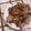 Cooksnap από tzoulitsa στη συνταγή Osso Bucco με άσπρη σάλτσα