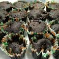 Cooksnap dari albertha iramani untuk resep Brownies Kukus ala Amanda #BikinRamadanBerkesan