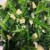 賴小孟 的 清炒菠菜 cooksnap