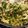 janice.mitchell.7792's cooksnap of when they made Broccoli AWESOME!.