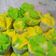 Cooksnap dari Robi Adawiah untuk resep Bolu Kukus Mekar
