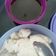 Cooksnap dari Eva Lestari untuk resep Bubur Sum Sum