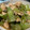 林祐生 的 《簡單便當菜》豬里肌炒青椒 cooksnap