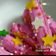 Cooksnap dari Bintang Pagi untuk resep Rainbow Biscuit Stick