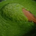 Cooksnap dari Maya Sari untuk resep Bubur singkong pandan