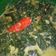 Cooksnap dari Desi untuk resep Bobor daun lembayung ato daun kacang panjang