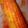صورة من ام عبد الرحمن ، شاركها بعد تجربة وصفة ذرة🌽 مسلوقة مع زبدة 😋