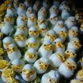 صورة من 🎀👩‍🍳 بنت الإمارات 👩‍🍳🎀 ، شاركها بعد تجربة وصفة البيض المسلوق بالجبن للأطفال Boiled Eggs with cheese for kids