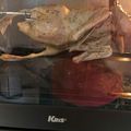 Cooksnap dari Haryo Manano untuk resep Bebek Oven