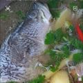 Cooksnap O Rose semasa beliau membuat Sup Ikan Siakap Ala Thai 🇹🇭✨.