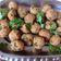 Shilpa Shah's cooksnap of when they made મેથી ના મુઠીયા (Methi Muthiya Recipe in Gujarati).