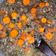 Cooksnap dari Adinda zahra Juardi untuk resep Sop Daging Rempah