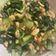 Cooksnap dari Lili untuk resep Tumis Pakcoy Tofu Goreng