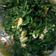 趙蓓蒂 的 菠菜炒蛋 cooksnap
