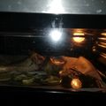 El cooksnap de Maria Cc cuando hizo Paletillas de cordero al horno.