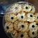 Cooksnap dari febriyanti herliani untuk resep Kue Sagu (Newbie juga bisa bikin)