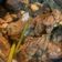 Cooksnap dari nana gayo untuk resep Tengkleng kambing