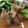 รูป Cooksnap ของ ต่อต่อ เมื่อเขาทำ คะน้าหมูกรอบ สูตรเด็ด
