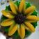 Cooksnap dari Masriyah Riyah untuk resep Puding lotus (bunga matahari)