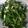 無舒 的 雪白菇清炒韭菜花 cooksnap