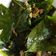 Cooksnap dari Devia Kurniati Setiawan untuk resep Tumis Daun Melinjo Telur