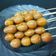 Cooksnap dari Imelda Lim untuk resep Sate telur puyuh