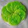 Cooksnap dari Rose untuk resep Kucur lembut tetep lemes (cucur pandan) tips sukses anti gagal