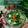 Cooksnap dari Arshiya Kitchen untuk resep Sayur Bobor Bayam