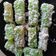 Cooksnap dari adhwa's kitchen untuk resep Kue lapis singkong
