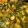 Cooksnap dari Pawon mair (Irma Rahmawati) untuk resep Gule Siak barungge / daun kelor santan pedas