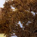 Cooksnap dari Komang Susi Maryati untuk resep Abon Daging Sapi