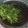 Cooksnap dari Umi Dzar untuk resep Lotek kangkung khas comal