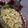 Harshida Thakar's cooksnap of when they made મીઠી બુંદી (Sweet Boondi Recipe In Gujarati).