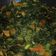Cooksnap dari Ari Ramadona untuk resep Sayur daun singkong