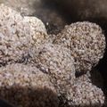 mahima Awasthi का कुकस्नैप जब उन्होंने गुड़ और तिल के लड्डू (Gud aur til ke laddu recipe in Hindi) बनाया था।