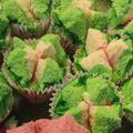 Cooksnap dari Fitria Sari untuk resep Bolu Kukus Mekar Semangka anti gagal