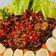 Cooksnap dari Shanty Bambang untuk resep 8. Daging Balado Manis Pedas
